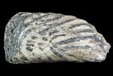 Partial Southern Mammoth Molar - Hungary #87552-2